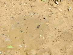 Laphystia