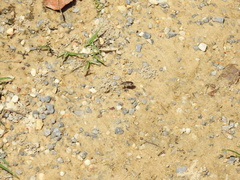 Ellipsoptera wapleri