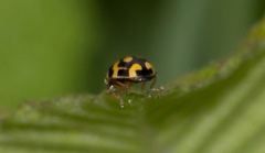 Propylea quatuordecimpunctata