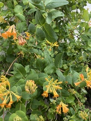 Lonicera caprifolium