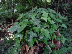 Hedera helix