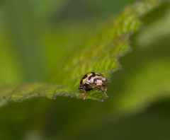 Propylea quatuordecimpunctata