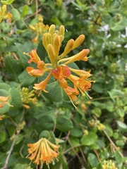 Lonicera caprifolium