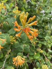 Lonicera caprifolium