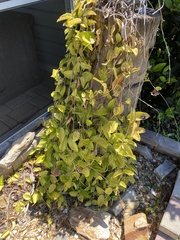 Echites umbellatus