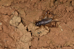 Duolandrevus dendrophilus