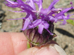Monardella sinuata nigrescens