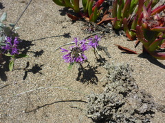 Monardella sinuata nigrescens