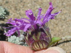 Monardella sinuata nigrescens