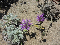 Monardella sinuata nigrescens