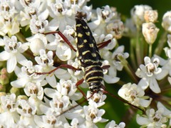 Placosternus difficilis
