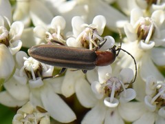 Oxycopis
