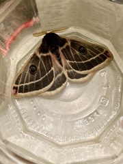Agapema homogena