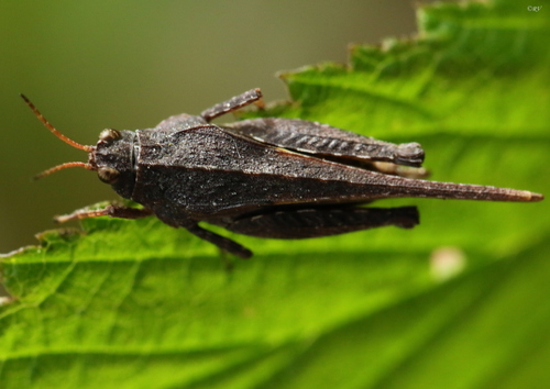 Slender Groundhopper, photo 5 of 10