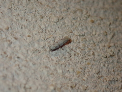 Symmocoides oxybiella