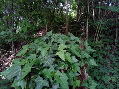 Hedera helix