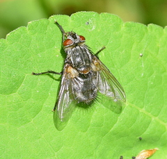 Blepharipa pratensis