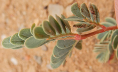 Hoffmannseggia drepanocarpa