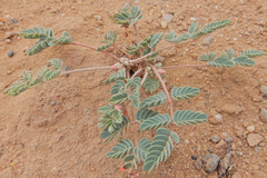 Hoffmannseggia drepanocarpa