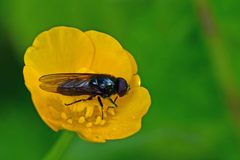 Cheilosia albitarsis