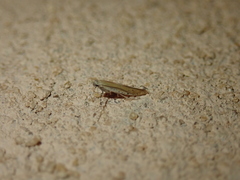 Aspilapteryx tringipennella