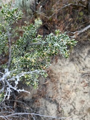 Grayia spinosa