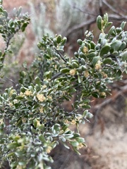 Grayia spinosa