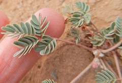 Hoffmannseggia drepanocarpa