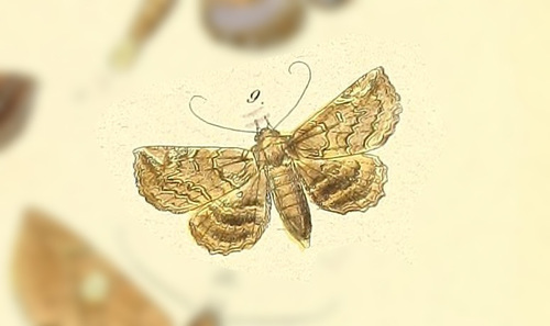 Goniohelia gallinago