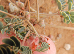 Hoffmannseggia drepanocarpa