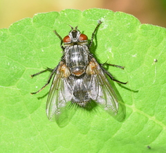 Blepharipa pratensis