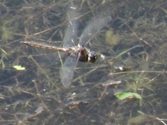 Epitheca petechialis