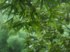 Bambusa stenostachya