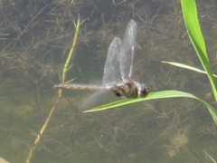 Epitheca petechialis