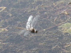 Epitheca petechialis