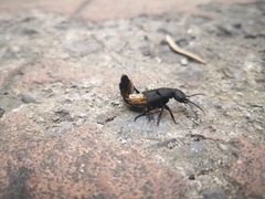 Ocypus