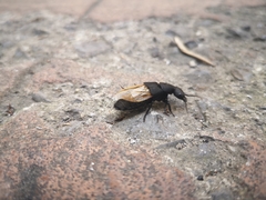 Ocypus