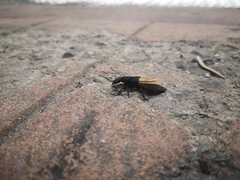 Ocypus