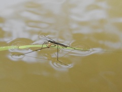 Aquarius nebularis