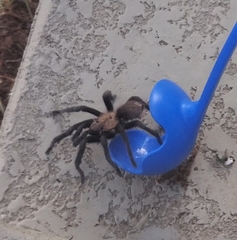 Aphonopelma hentzi