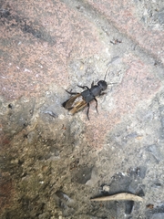 Ocypus