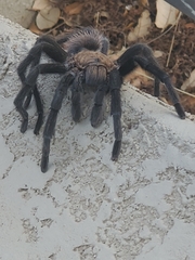 Aphonopelma hentzi