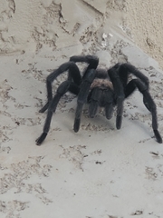 Aphonopelma hentzi