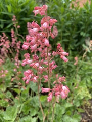 Heuchera sanguinea