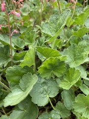 Heuchera sanguinea