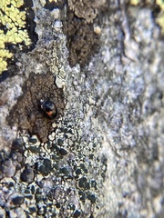 Hyperaspis binotata