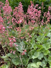 Heuchera sanguinea