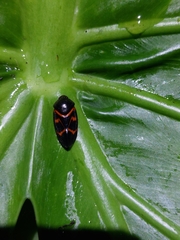 Okiscarta uchidae