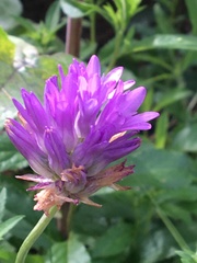 Dichelostemma congestum