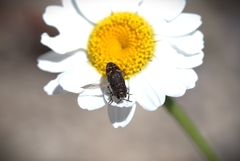 Acmaeoderella flavofasciata